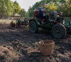 Pole z ziemniakami. Po polu jedzie traktor ciągnący kopaczkę do ziemniaków. Na polu stoi kosz, do którego trafią pozbierane kartofle.