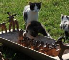 Niecka stojąca na trawie. W niecce znajdują się figurki byśków. Dookoła krążą ciekawskie koty.