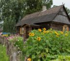 Widok na dom kurpiowski ze strony drogi. Chata jest drewniana, kryta gontem. Wejście znajduje się w ganku. Przed domem ogród kwiatowy okolony plecionym płotem.