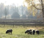 Jesień. Pastwisko z pasącymi się owcami wrzosówkami. W oddali widać pola i chaty. Widok jest za mgłą. 