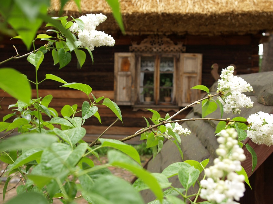 Na pierwszym planie kwitnący krzew białego bzu. W tle chata z widocznym oknem ozdobionym okiennicami i koruną (dekoracyjnym nadokiennikiem).