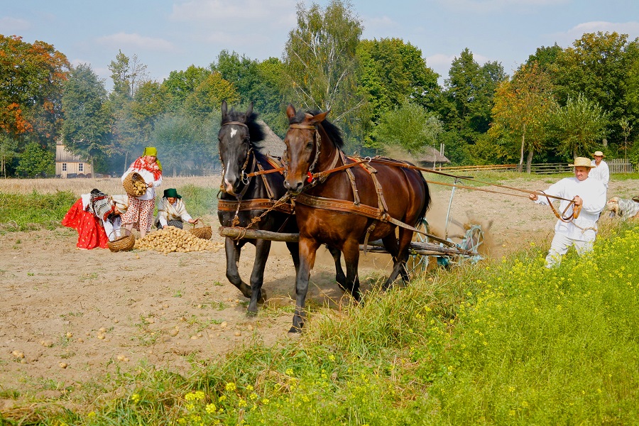 Wykopki na polu ziemniaków. Kobiety wysypują zebrane ziemniaki z koszów na kopiec. Mężczyzna obrabia pole za pomocą koni.