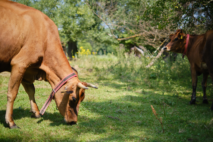 Letni dzień, pastwisko. Dwie krowy o czerwonej maści pasą się na trawie.