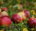 Dojrzałe jabłka leżące na trawie w sadzie.